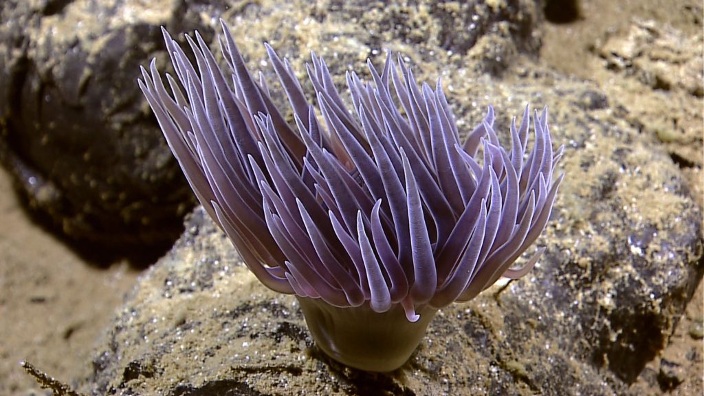 Deep Sea Corals: Hexacorals